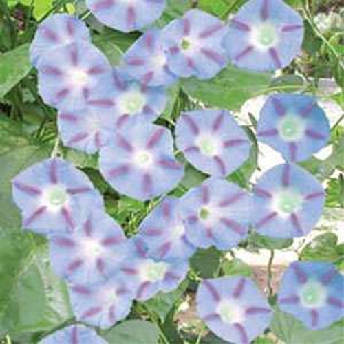 Morning Glory Caprice Vines