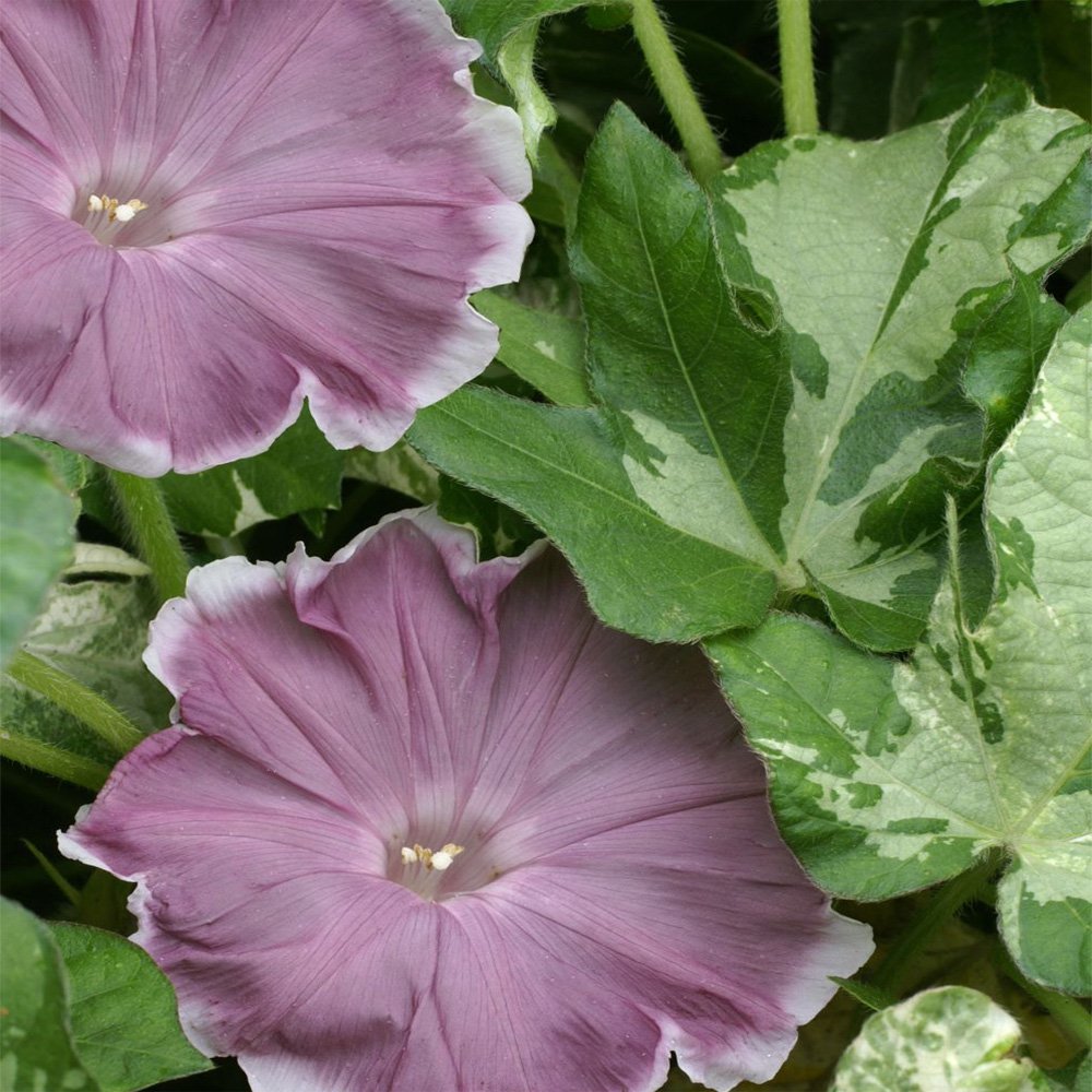 Rare color Huge Flower Morning Glory Chocolate 5 seeds CombSH D17 