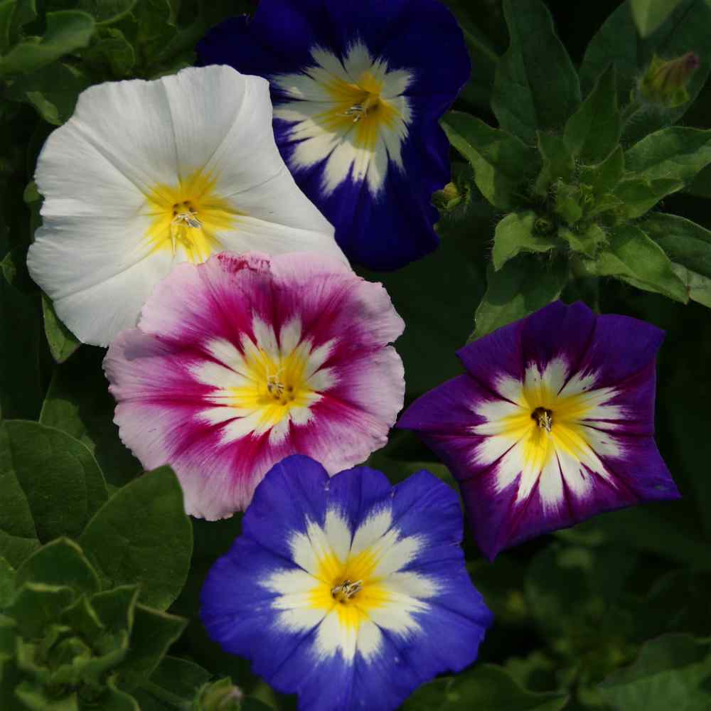 110 seeds Dwarf Morning Glory Red Ensign flower Convolvulus Tricolor