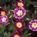 Red Ensign Morning Glory Vines