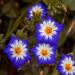 Royal Ensign Morning Glory