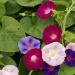 Morning Glory Fieldgrown Flower Seed Mix