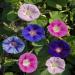 Morning Glory Climbing Vine Flower Mix