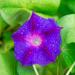 Morning Glory Grandapa Ott Flowers