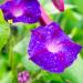 Ipomoea Purpurea Grandpa Ott Vine