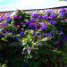 Morning Glory Grandapa Ott On Roof