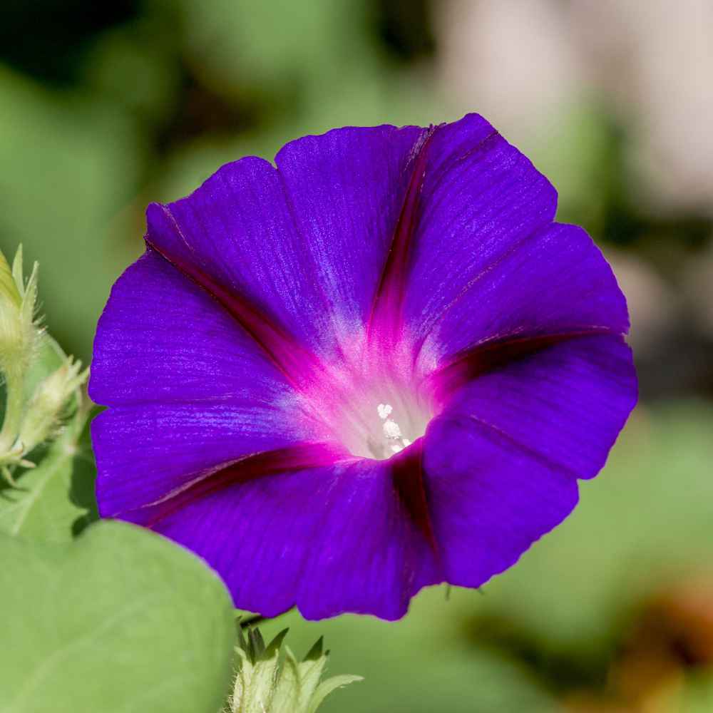 Morning Glory Seeds | Grandpa Ott