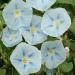 Morning Glory Ismay Vines