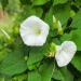 Morning Glory Pearly Gates Flowers