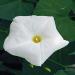 Ipomoea Tricolor Pearly Gates Vines
