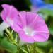 Annual Morning Glory Pink Flowering Vines