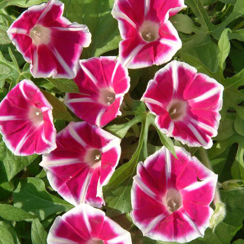 Morning Glory Seeds - Rosita Morning Glory Vine Flower Seed