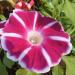 Morning Glory Rosita Climbing Vines