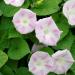 Morning Glory Vine Shiva Flowers