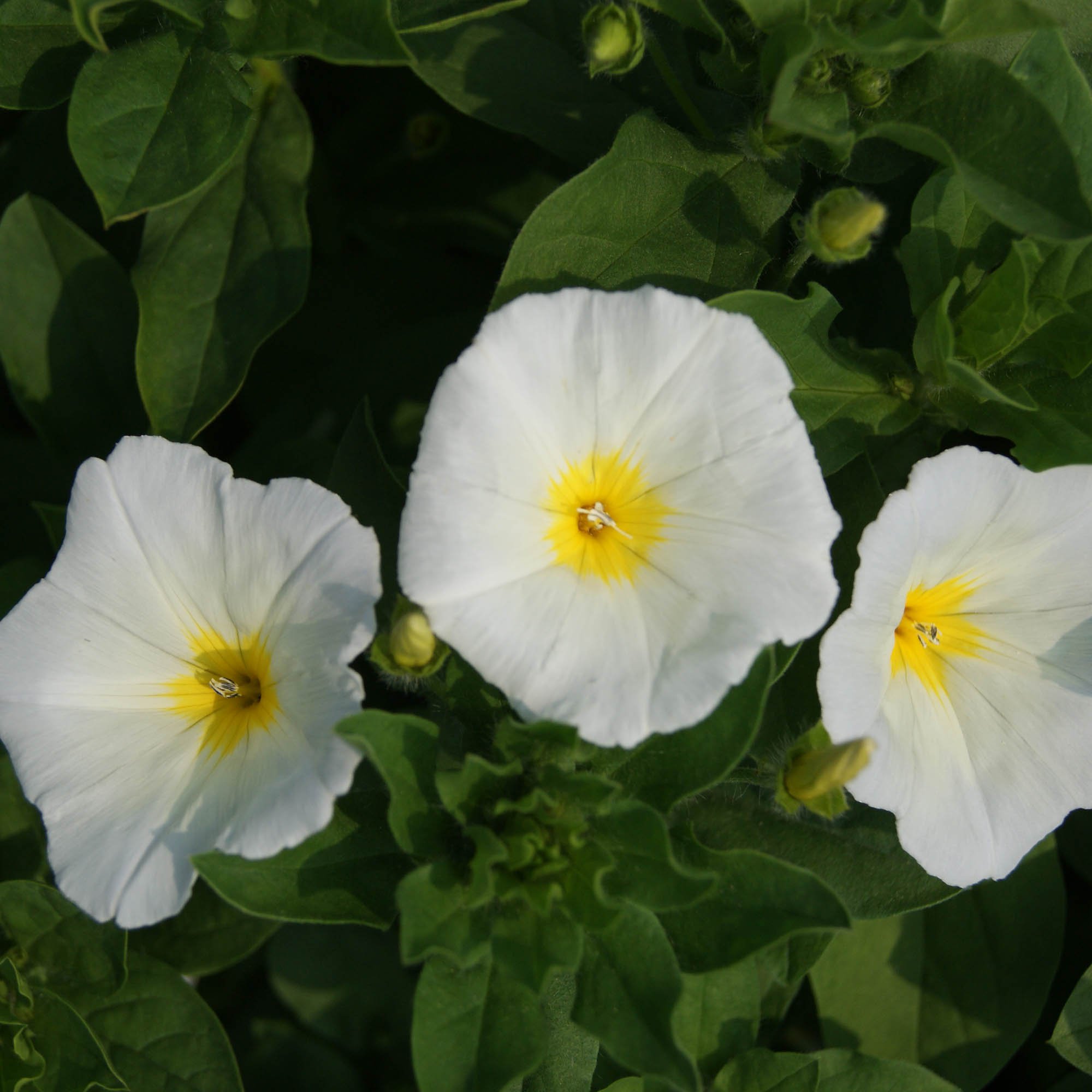 White Ensign Morning Glory Vine