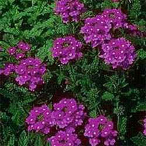 Moss Verbena Groundcover