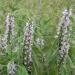 Motherwort Flowers