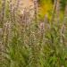 Motherwort Pollinating Plant