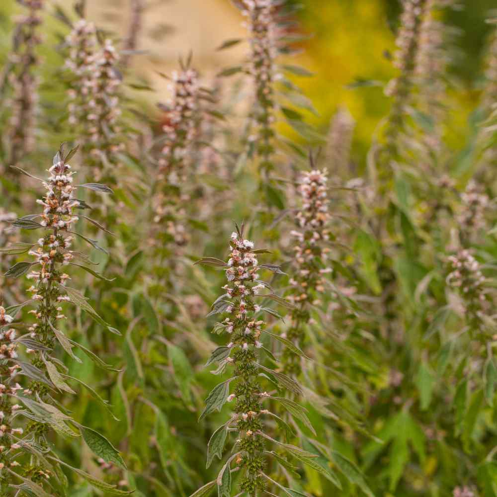 Motherwort Pollinating Plant