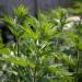 Motherwort Blooms On Plant