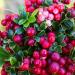 Mountain Cranberry Berries