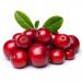 Mountain Cranberry Fruits