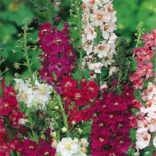 Mullein