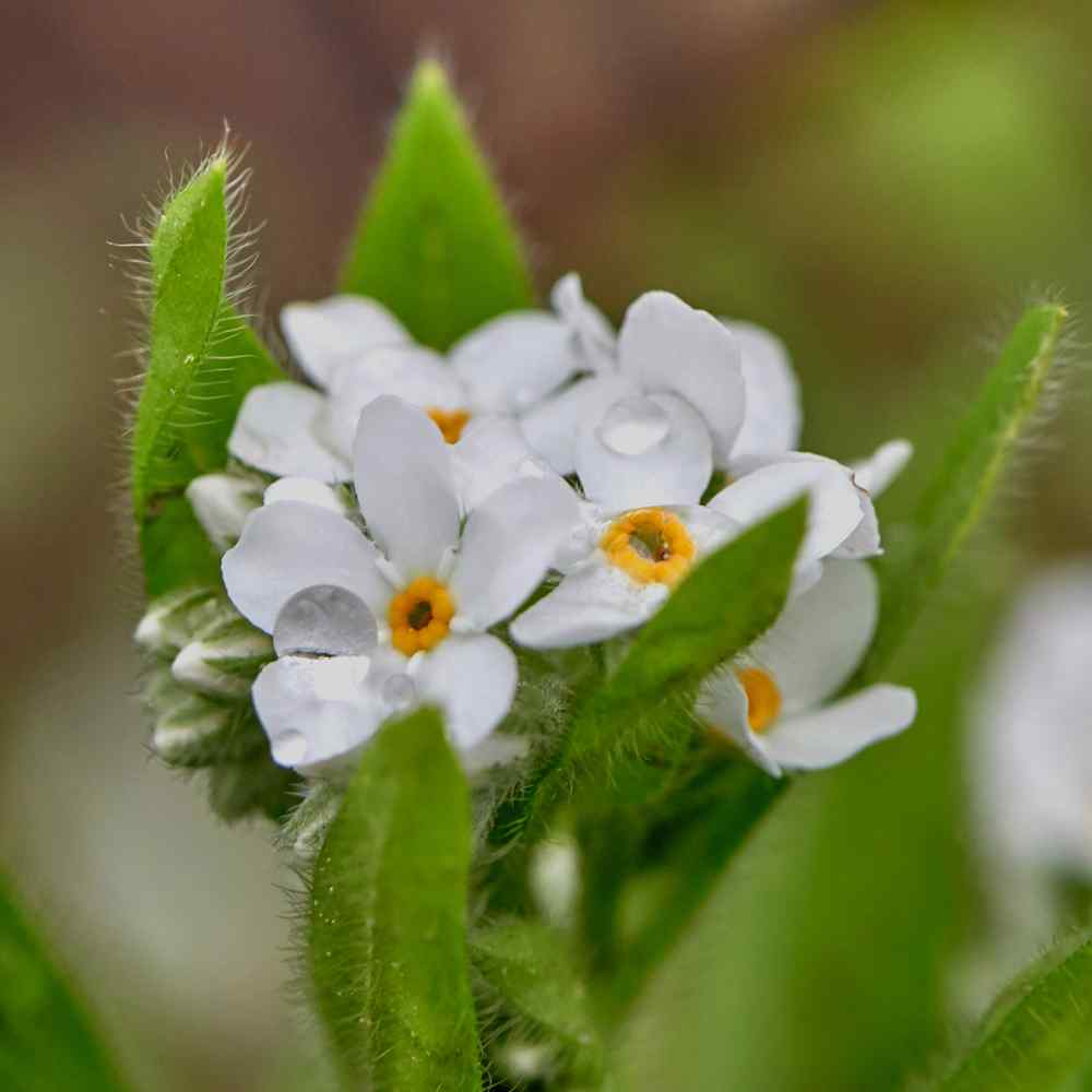 Perennial White Forget Me Not Flowers