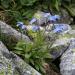 Forget Me Not Flowers In Rock Garden