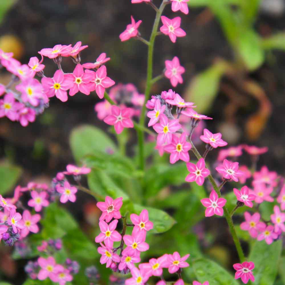 Forget Me Not Rose Flowers