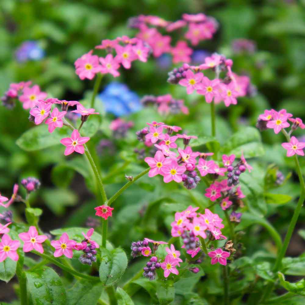 Forget Me Not Flower Seeds Drought Tolerant Deer Resistant 