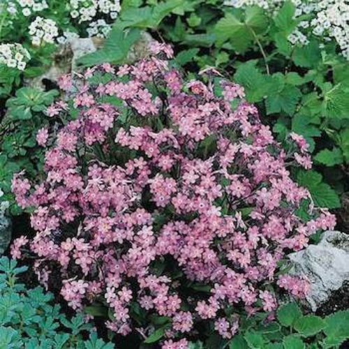Myosotis Alpestris Rose