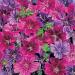 Merlin Hollyhock Flower Seed