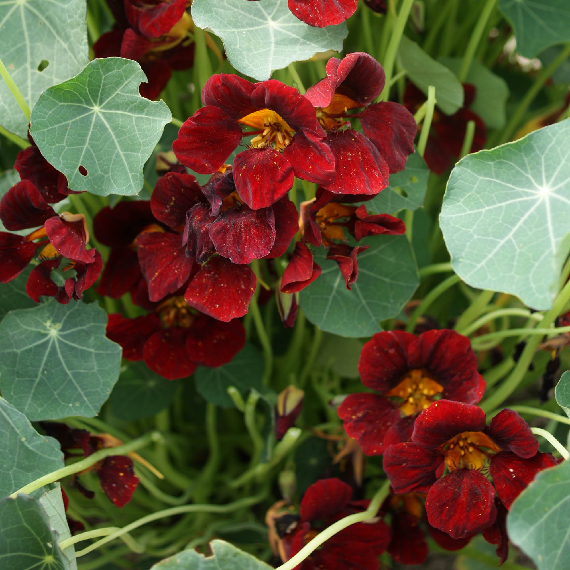 Nasturtium Black Velvet Vine & Flower Seeds