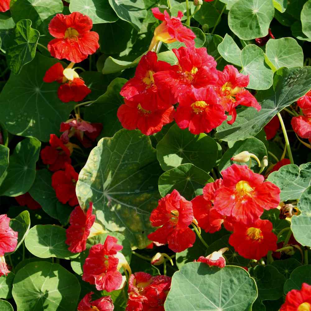 Nasturtium Seeds | Cherry Rose