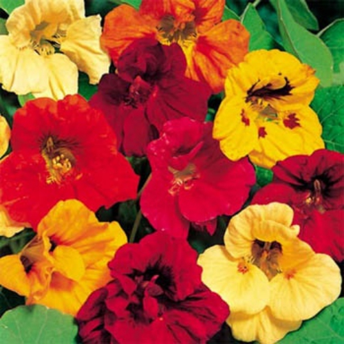Nasturtium Flower Seed Mix