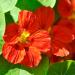 Nasturtium Double Gleam Mahogany Vines