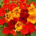 Nasturtium Flower Seed Mix