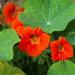 Nasturtium Orange Flowering Climbing Vines