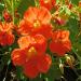Nasturtium Double Gleam Orange Flowers