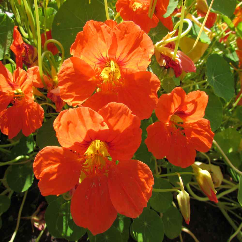 Tropaeolum majus Annual Flower Seeds Garden Nasturtium Orange Glitter