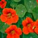 Nasturtium Double Gleam Orange Plants