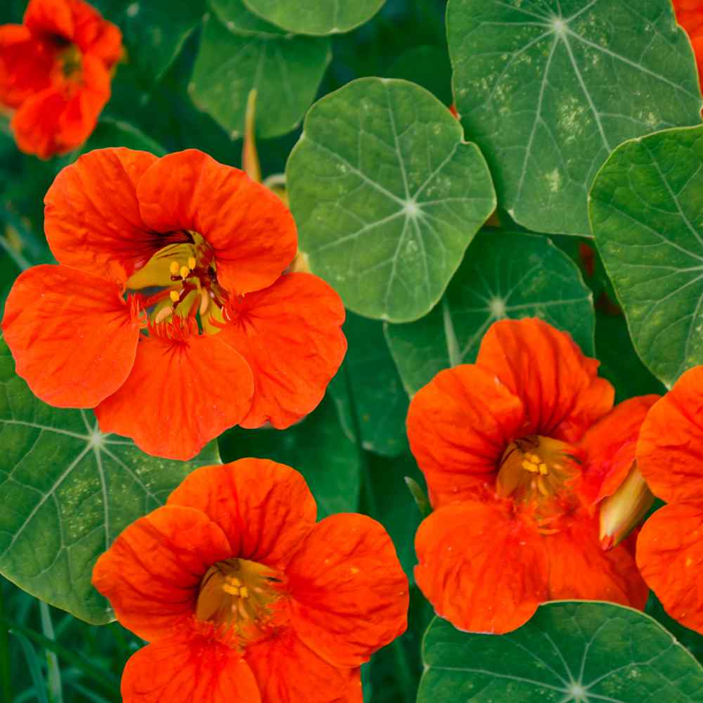 Nasturtium Seeds Double Gleam Orange Flower Seed