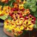 Nasturtium Orchid Flame Climbing Vine