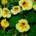 Nasturtium Peach Melba Vine Seed