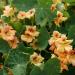 Nasturtium Double Gleam Salmon Flowers