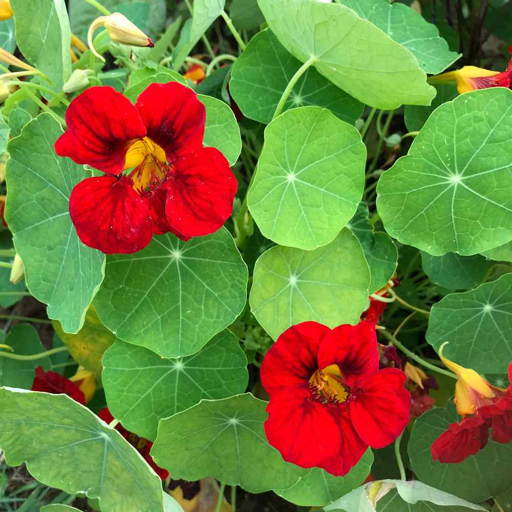 Nasturtium Seeds Scarlet Gleam Flower Seed AAS Winner