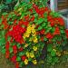 Nasturtium Double Gleam Scarlet Flowers