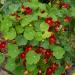 Tropaeolum Majus Double Gleam Scarlet