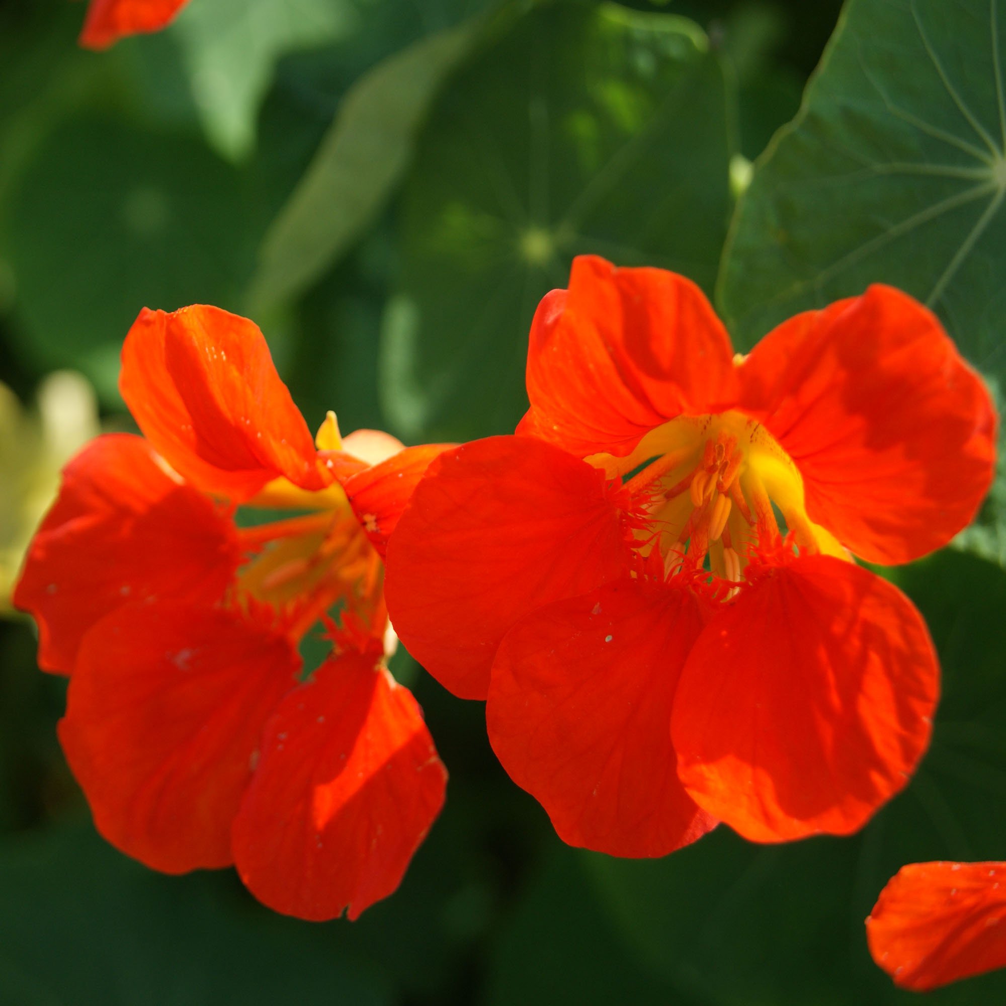 Nasturtium Seeds Climbing Spitfire Flower Seed
